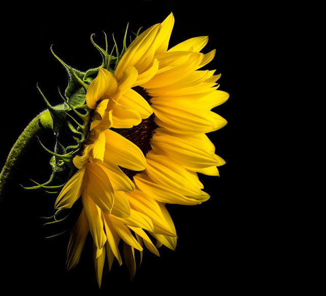 Sunflower Wallpapers in 4K - Pics-Directory Sunflower Wallpapers in 4K - Pics Directory
