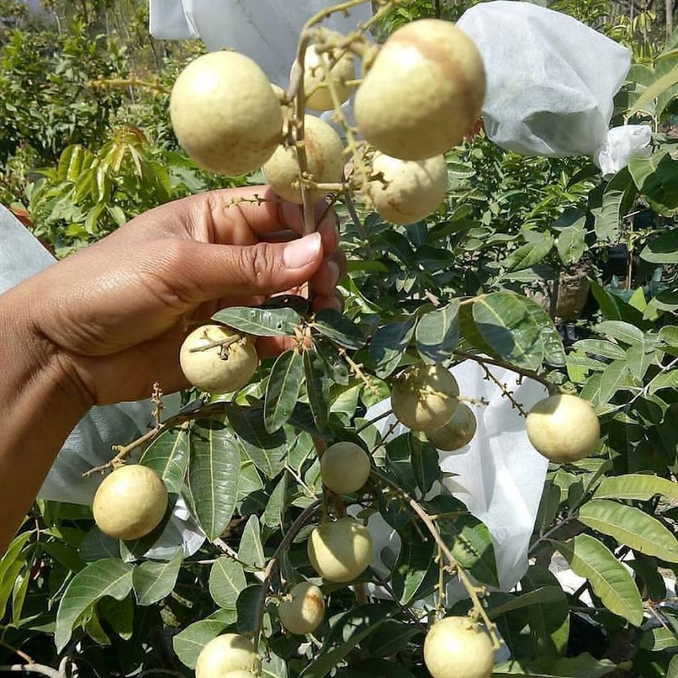 Original bibit Kelengkeng Matalada Hampir tanpa biji Cepat Berbuah Payakumbuh