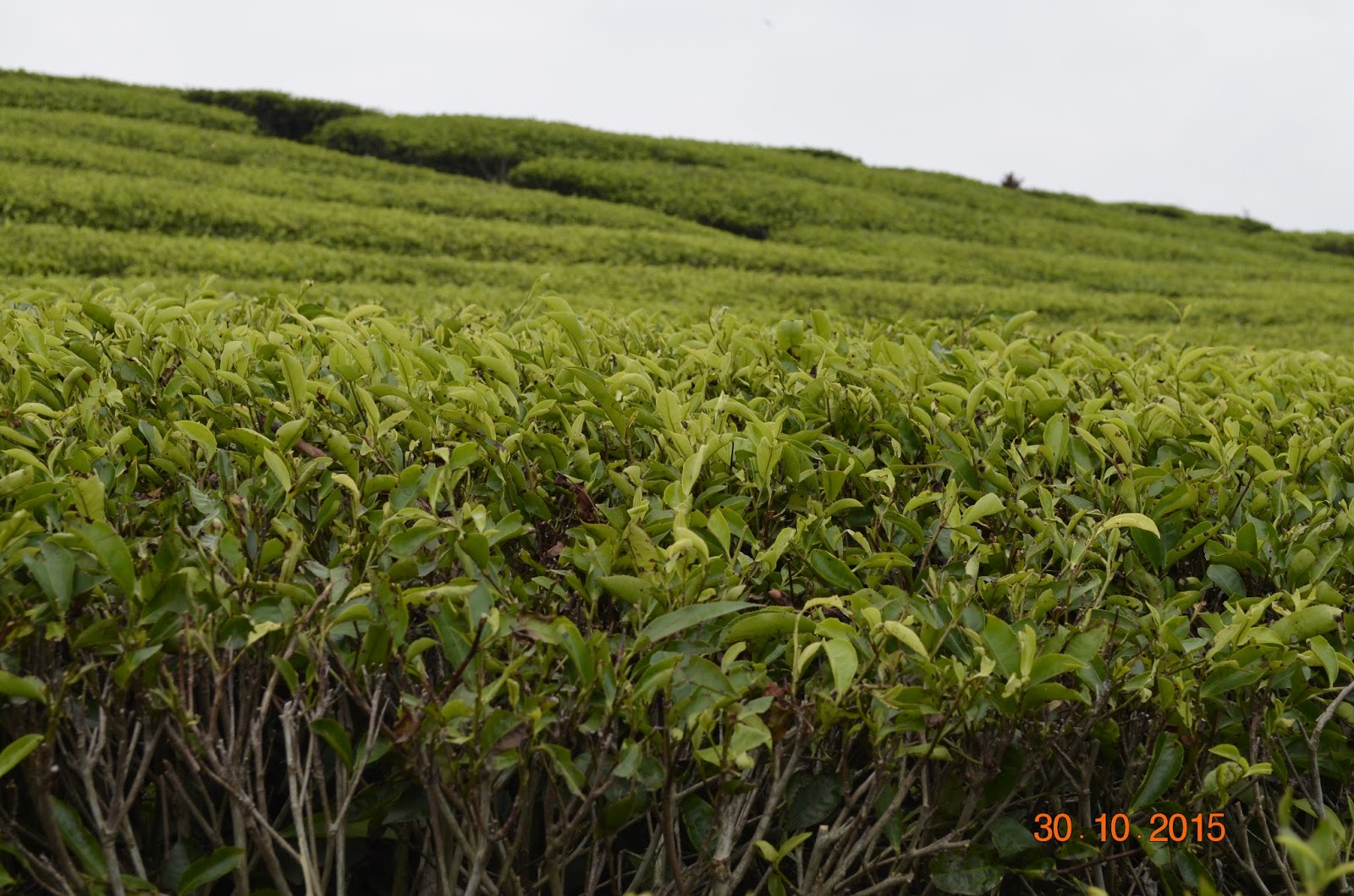 Kembara Ranah Minang Part 2 kebun teh alahan panjang 