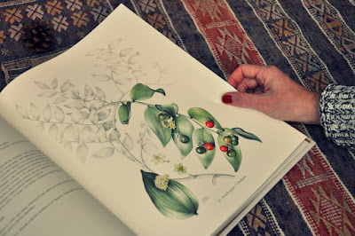 libro de botanica, dibujos de mary annie kunkel