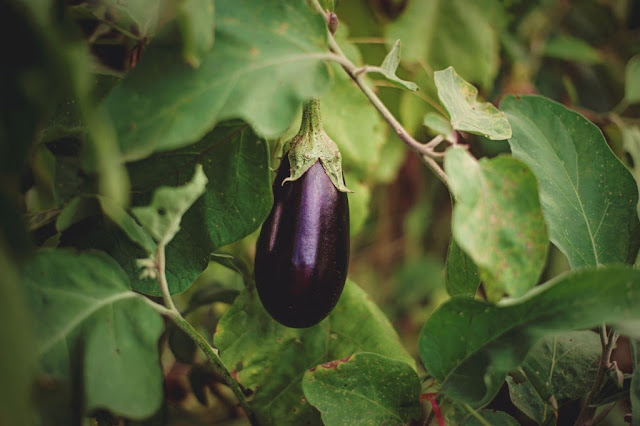 Eggplant Eggplant