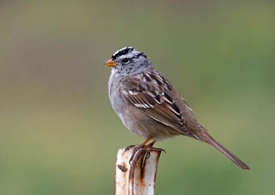 Photo of White-crowned Sparrow on fence post