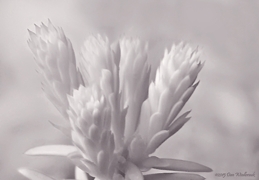 Beyond Zephyr Pretty White Flowers