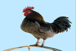 ديك " مقاتل " ينهي حياة مالكه