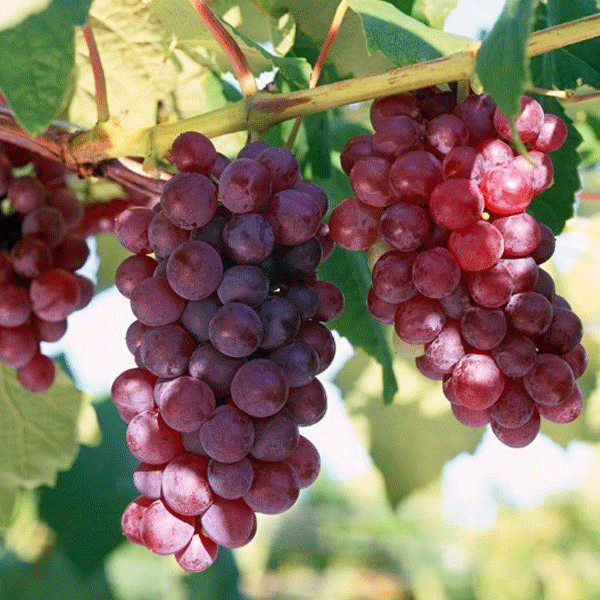 manfaat-anggur-sekirei