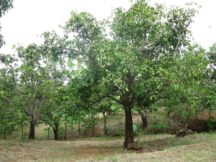 Journeying & Journaling through Life Where do mangos come from?