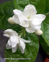 Jasminum sambac