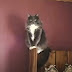Don't ever yell at or in the vicinity of domestic cats!
