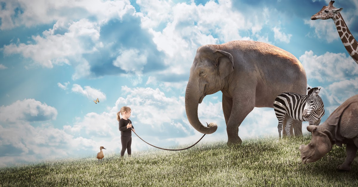 FAUNA EXÓTICA Animal Wins. Una iniciativa para ayudar a los animales. FAUNA EXÓTICA Animal Wins. Una iniciativa para ayudar a los animales.