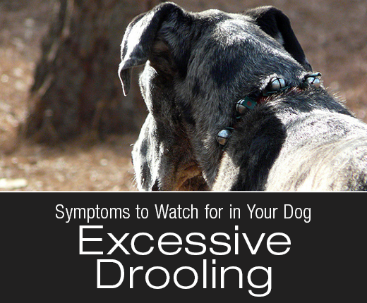 is drooling a sign of anxiety in dogs