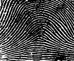 Arch Fingerprint Pattern