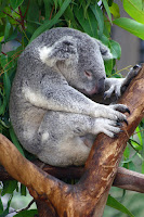 Uyuyan bir koala