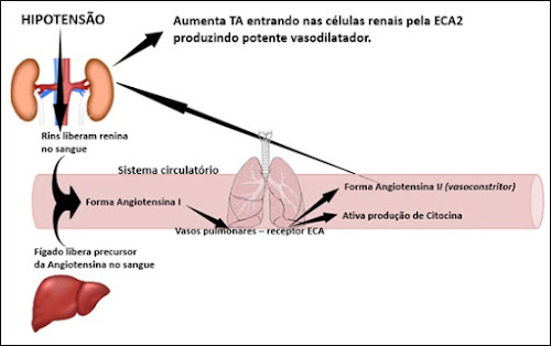 c - Pragas e Eventos