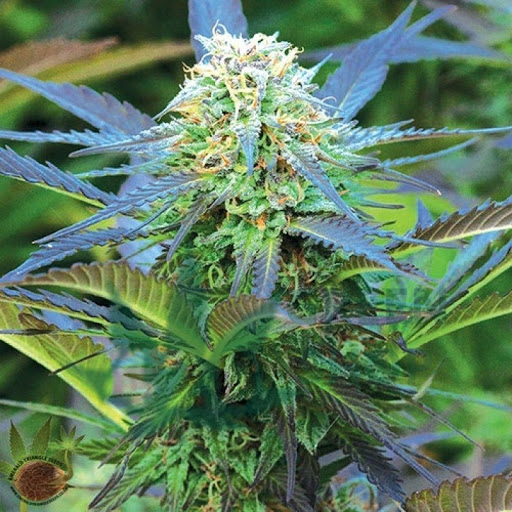 420 Green Shop Where To Buy The Best Purple Kush Seeds Online?
