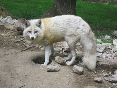   I was looking forrad to visiting this attraction TokyoTouristMap: Zao Fox Village