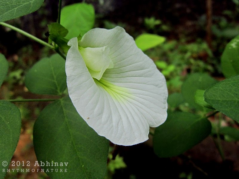 Sri Ganesha Ganesha's Favourite Flowers Conch Flower (white)