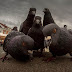 कबूतर से जुड़ी मजेदार रोचक जानकारी Amazing Facts About Pigeon In Hindi
