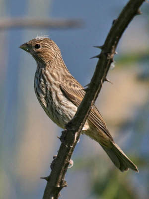 Photo of a juvenile House Finch (downy feathers on head) perched on a blackberry bramble