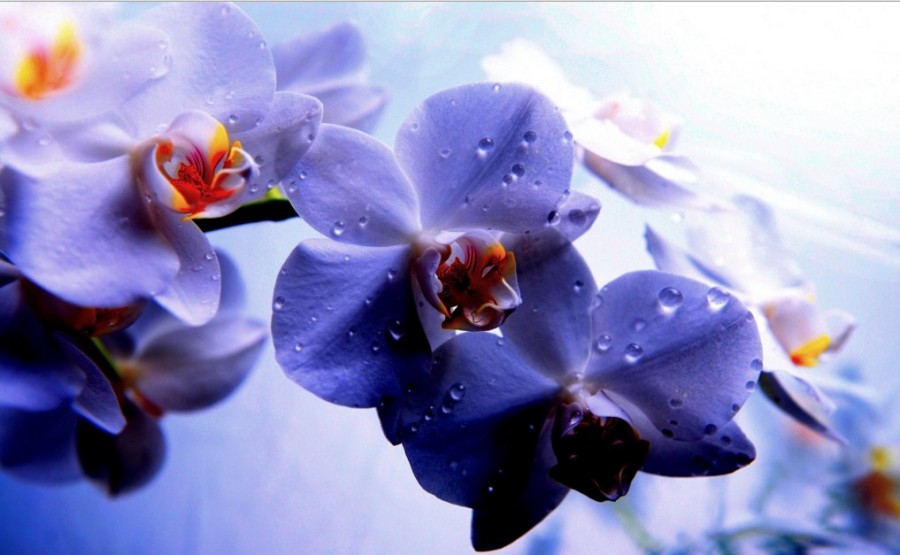 gambar bunga anggrek biru untuk mewarnai