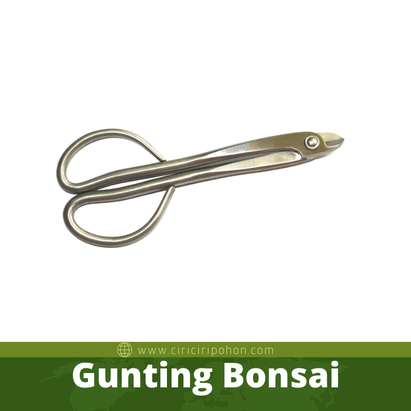 Gunting Bonsai