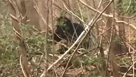 Can You Identify This Creature?