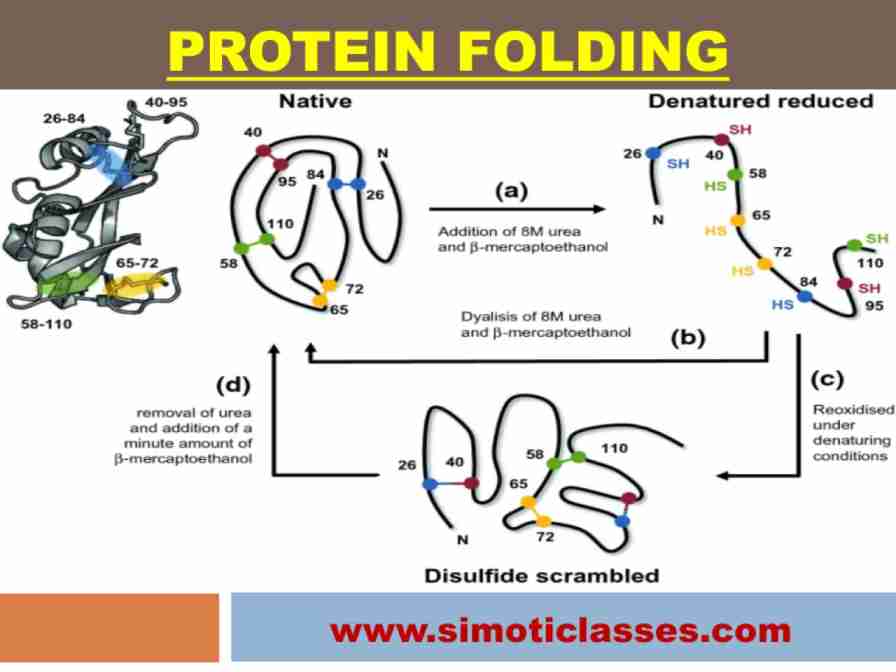 Protein Folding CSIR NET/ICMR/DBT (Life sciences) Educational Consultant