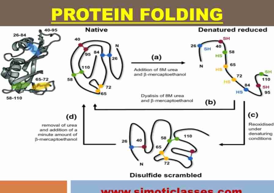 Protein Folding CSIR NET/ICMR/DBT (Life sciences) Educational Consultant