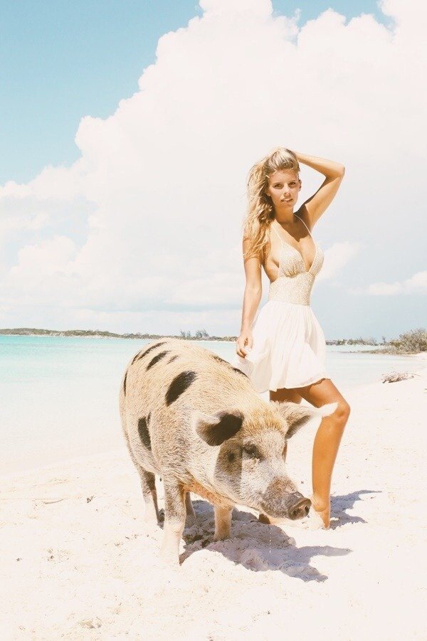 바하마 군도의 돼지섬 - 짤티비