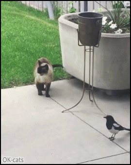 Funny Cat GIF • Naughty magpie grabs cat by the tail. “Leave me alone stubborn bird!” Funny Cat GIF • Naughty magpie grabs cat by the tail. “Leave me alone stubborn bird!”