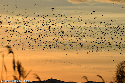 Capons reials durant la posta de sol