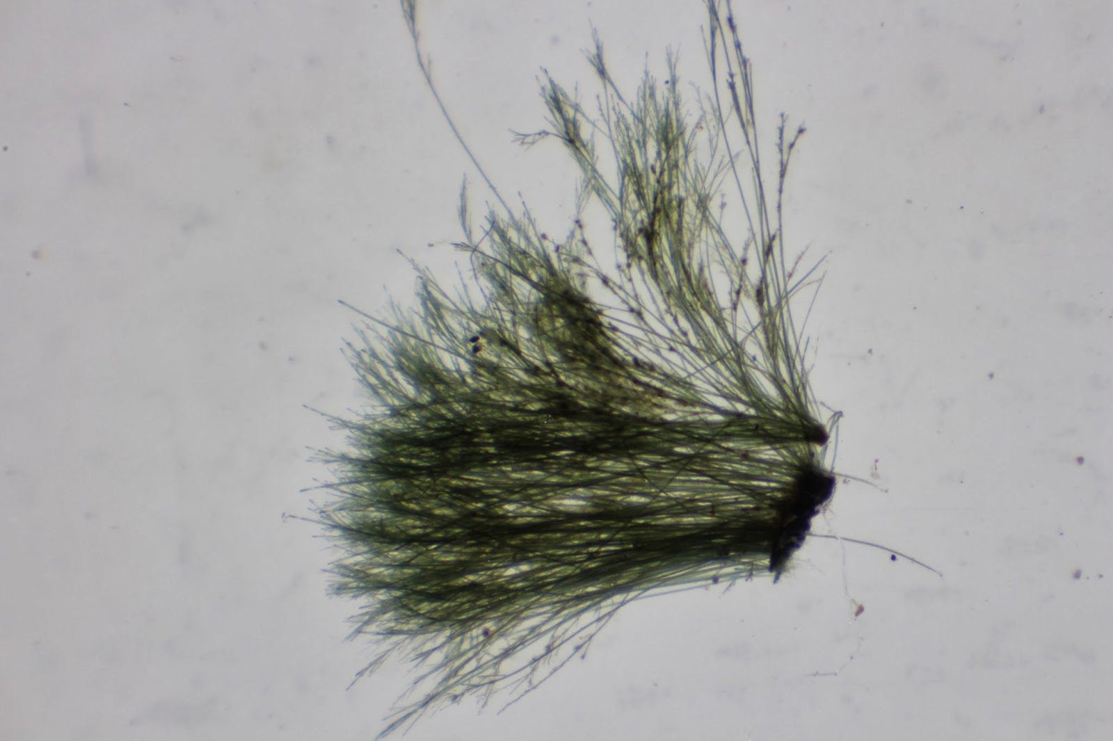 Tower the Rider Residents of black brush algae