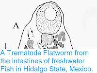 https://sciencythoughts.blogspot.com/2015/03/a-trematode-flatworm-from-intestines-of.html