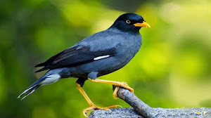Caraputu Com Media Refrensi Harga Burung Mp3 Burung