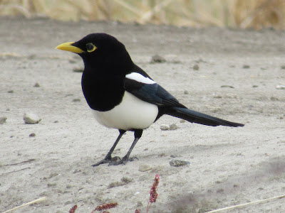 Wings and Daydreams California birding blog