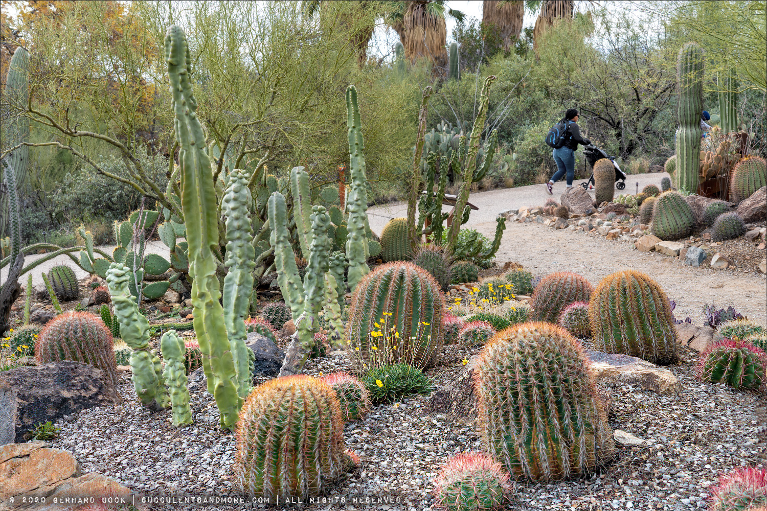 Cactus Garden at the Arizona-Sonora Desert Museum