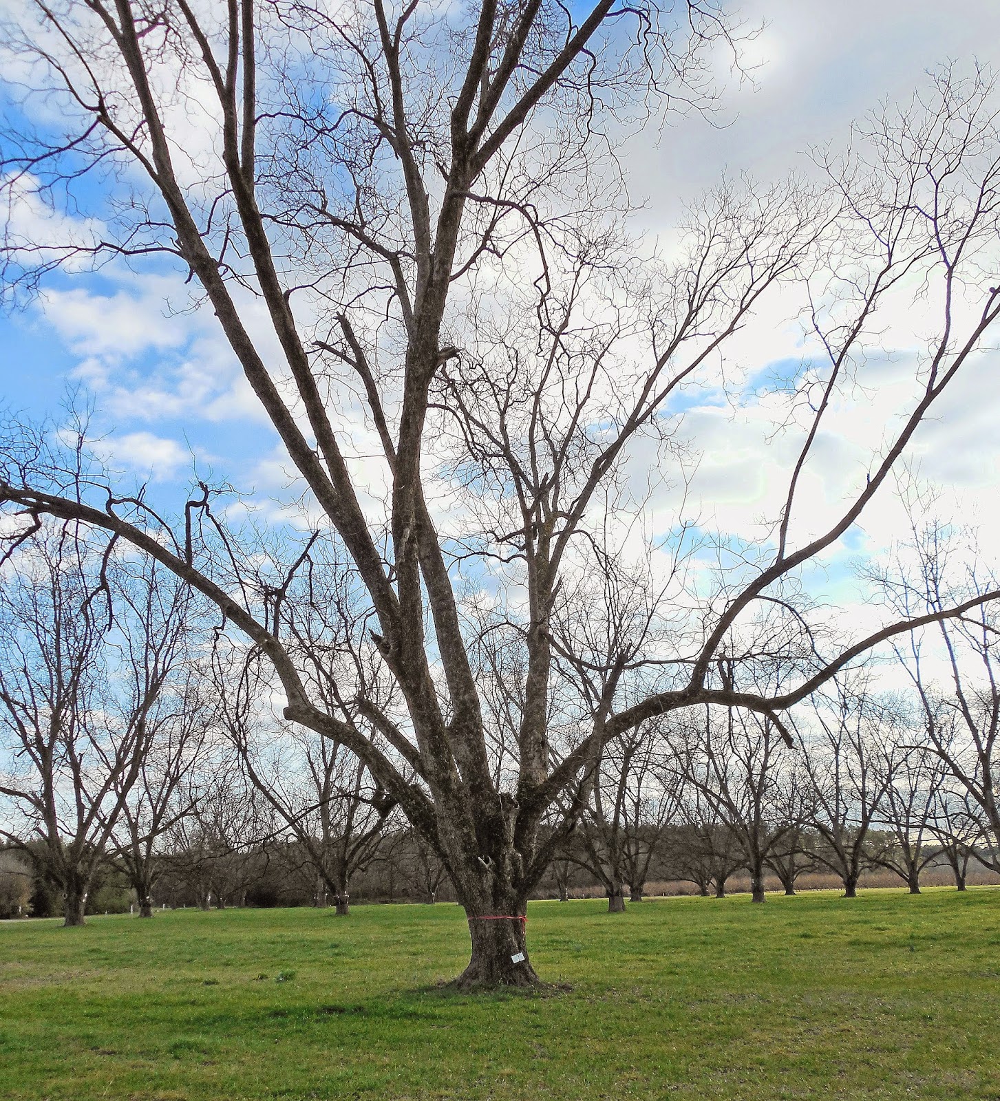 Pecan Trees In North at Berniece Manns blog