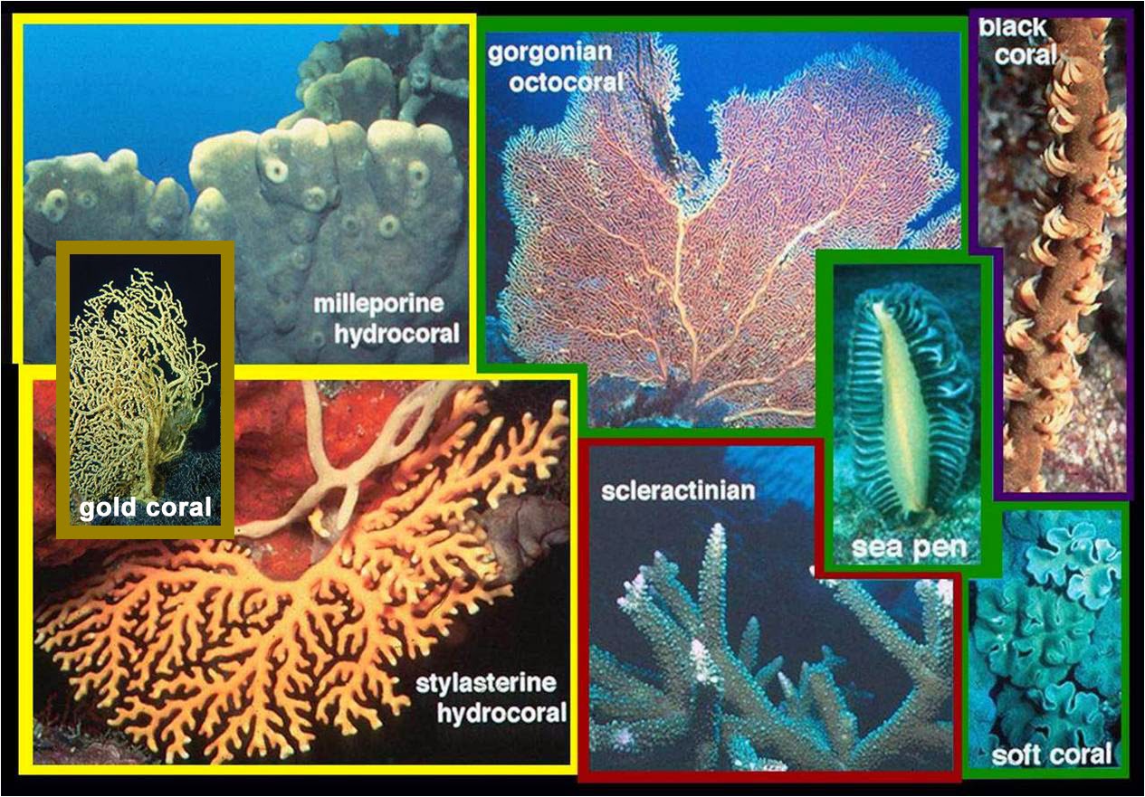 Coral Identification Types Of Coral