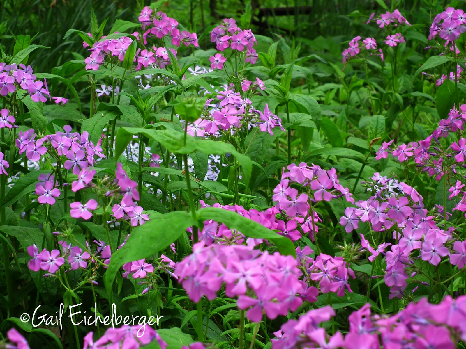 clay and limestone: Wildflower Wednesday: Practically Perfect Pink ...