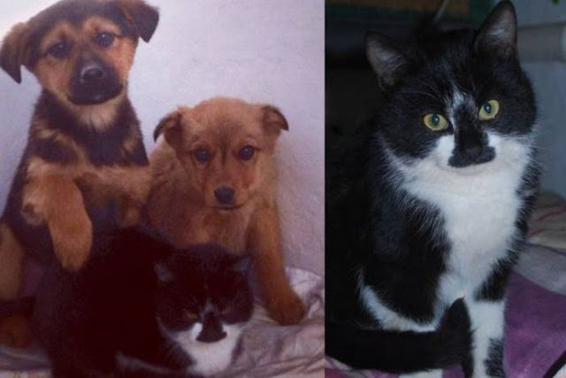 Кошка спасла щенков Кошка спасла щенков