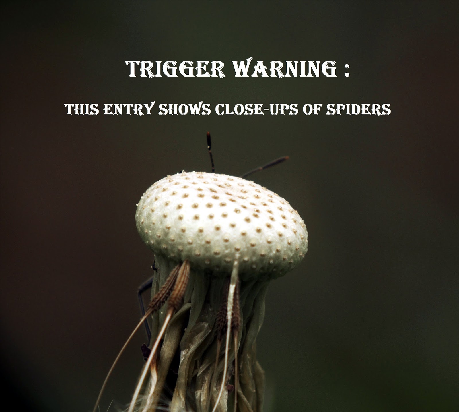 Luciendavidphotography Trigger Warning Spiders Part 1