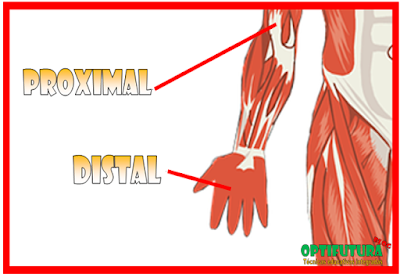 Términos de anatomía: proximal y distal [Anatomía y Fisiología