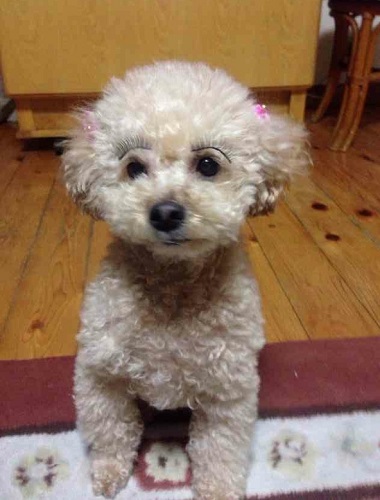 Trào lưu gắn mi giả lên mặt thú cưng trên thế giới Trào lưu gắn mi giả lên mặt thú cưng trên thế giới