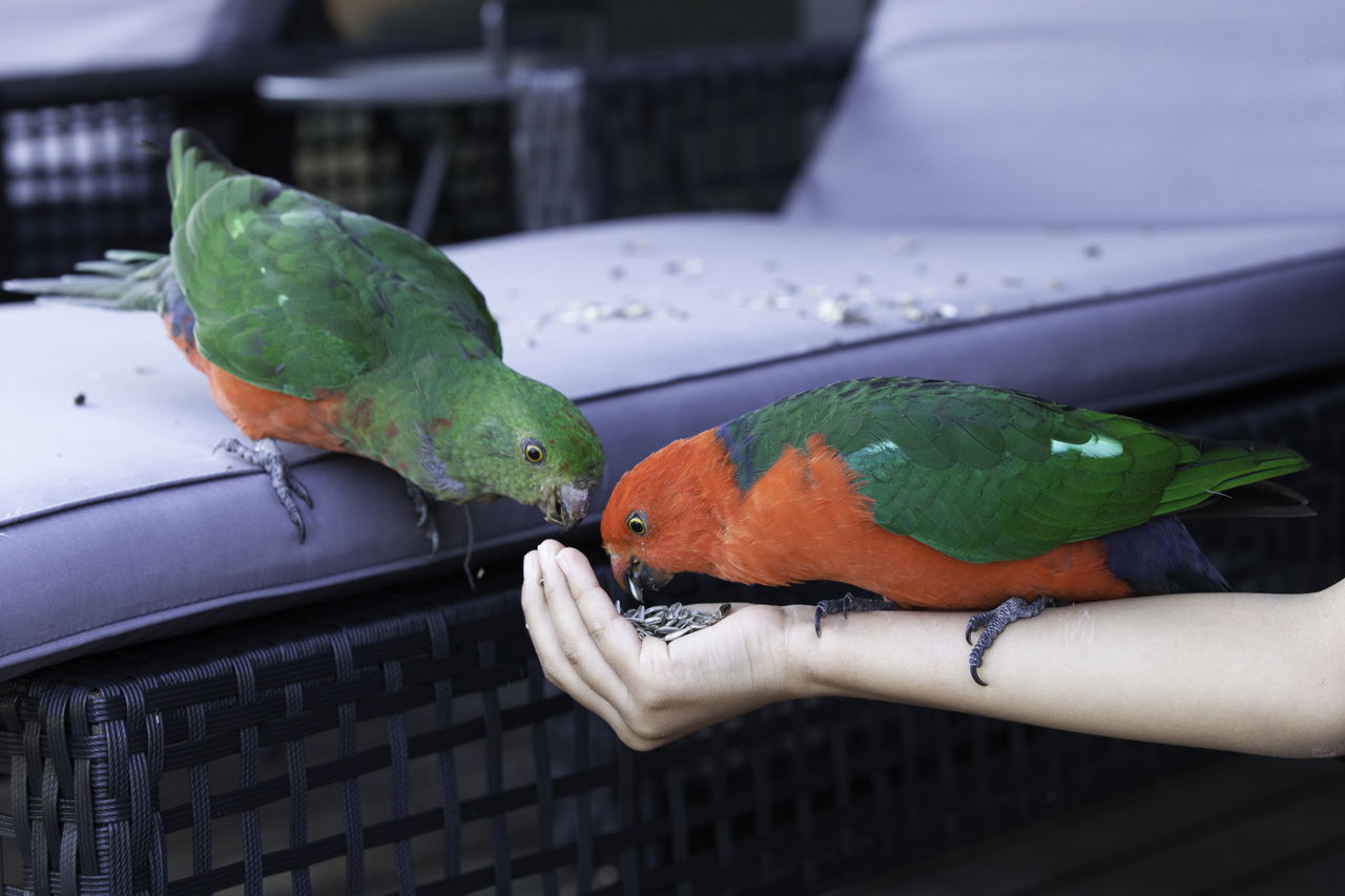 How to take care of a Parrot