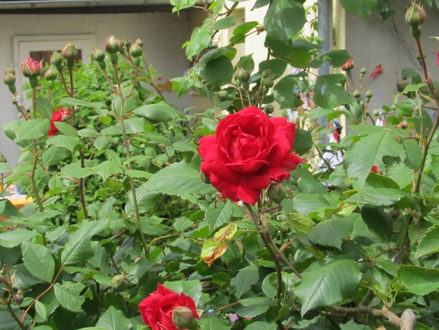 Stempelsucht Und Trodelwahnsinn Es Ist Heiss Und Alles Bluht