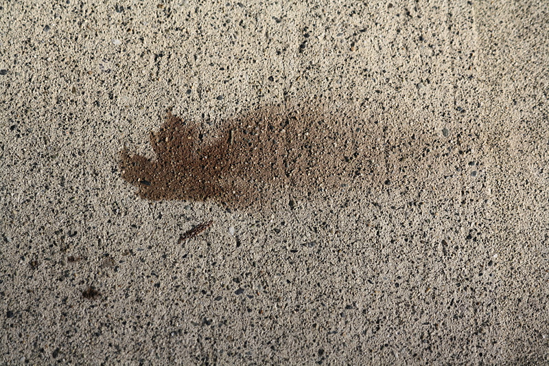 Sew Daphne Maple leaf stains on concrete