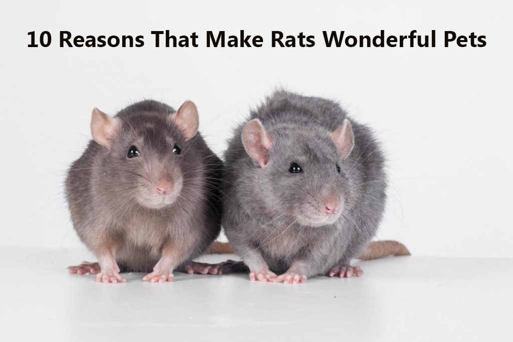 10 Reasons That Make Rats Wonderful Pets The Buzz Land