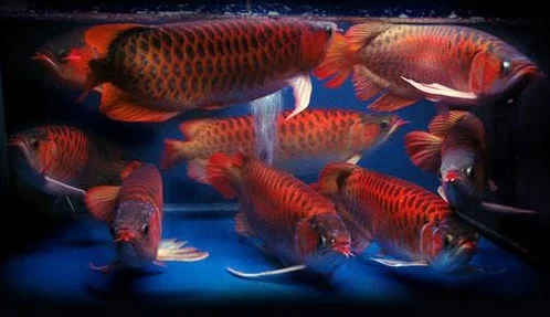 Gambar Ikan Arwana - Budidaya Ikan