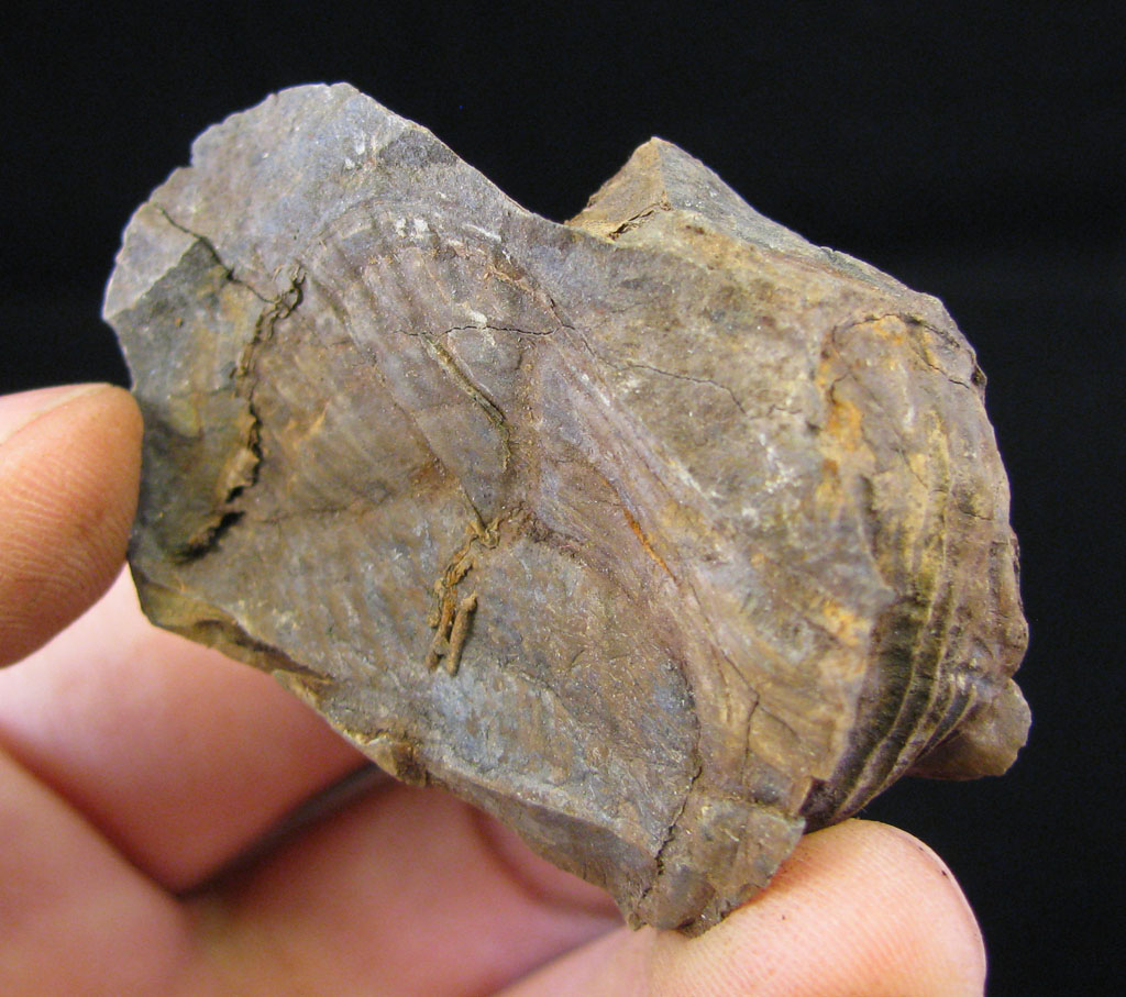 Views of the Mahantango: Crushed/warped Spirifer fossils from the ...