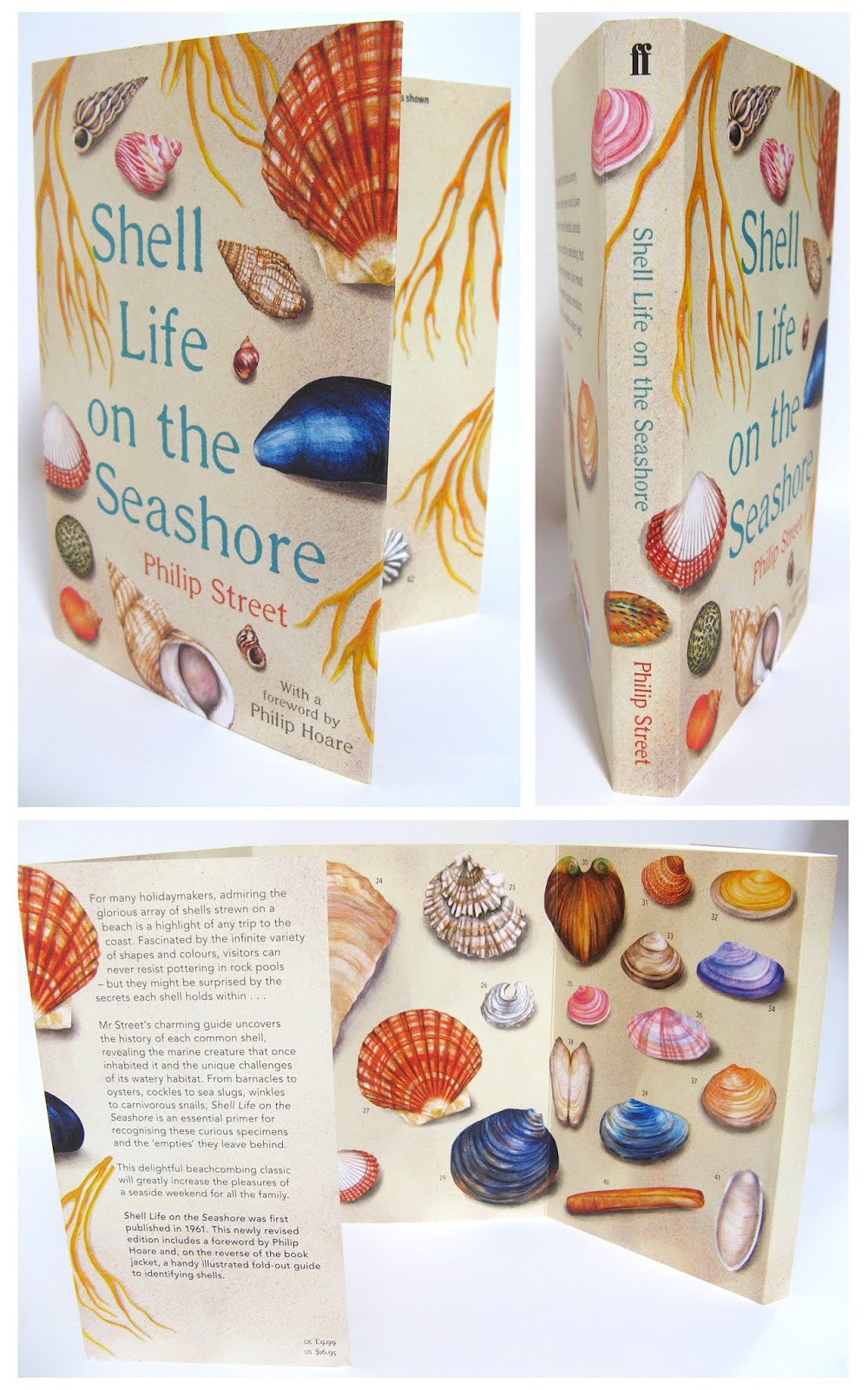 Amanda Dilworth: Shell Life On The Seashore - Watercolour shell book ...