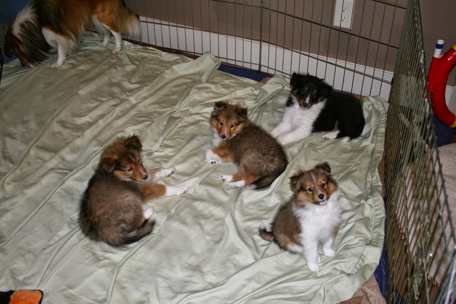 Hyper Hounds Shelties